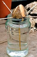 Rooting of avacodo seed in water. 
