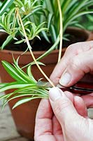 Chlorophytum comosum 'Variegatum' - Person removing plantlet from 'Mother' spider plant. 