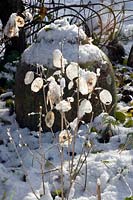 Lunaria annua - Honesty seedheads in the snow. 
