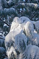 Pinus - Snow on the branches of a pine tree. 