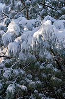 Pinus - Snow on the branches of a pine tree.