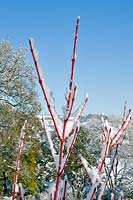 Acer pensylvanicum 'Erythrocladum' - Moosewood 'Erythrocladum' covered in snow.

