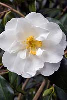 Camellia x williamsii 'China Clay' - Camellia 'China Clay'
 