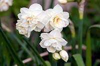 Narcissus 'Sir 'Winston' Churchill' - Daffodil 'Sir 'Winston' Churchill'