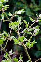 New season growth on Euonymus alatus - Winged Spindle Tree