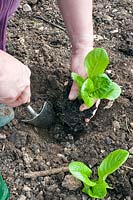 Gardener planting a young lettuce plant. 
