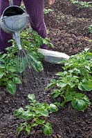 Person watering potato crops with water mixed with a biological control. 
