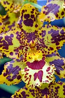 Odontocidium 'Hansueli Isler' - Orchid