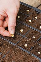 Person sowing sweetcorn seeds into plastic seed tray. 