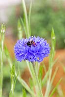 Bee on Centaurea cyanus 'Blue Ball' - Cornflower 'Blue Ball'