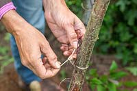 Woman tying a Cobaea scandens stem to the hazel stick for support. 