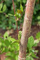 Cobaea scandens vine climbing up hazel sticks using tendrils to cling on.
