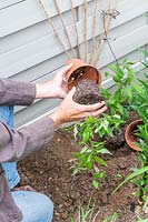 Woman removing Cobaea plants from pots ready for planting. 