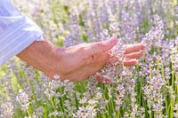 Woman running hand through flowering Lavandula angustifolia 'Rosea' - Lavender 