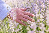 Woman running hand through flowering Lavandula angustifolia 'Rosea' - Lavender