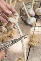 Woman cutting the stem off the garlic bulb using scissors. 