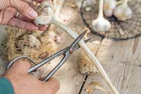 Woman cutting the stem off the garlic bulb using scissors.