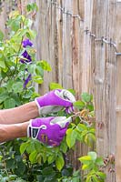 Woman tying young shoots of climbing rose to fence using twine.