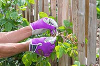 Woman tying young shoots of climbing rose to fence using twine.