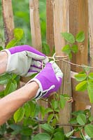 Woman tying young shoots of climbing rose to fence using twine. 