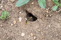 Wasps nest under ground. 
