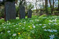Ficaria verna - Lesser Celandine and Anemone nemerosa - Wood Anemone growing wild in graveyard. 
