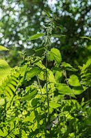 Urtica dioica - Common Nettle