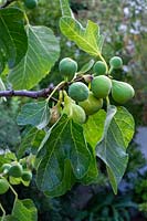 Ficus carica - Fig tree in fruit 