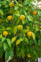 Citrus x sinensis - Orange trees, Cordoba, Spain.
