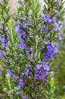 Rosmarinus officinalis 'Jekka Blue' - Rosemary 'Jekka Blue'