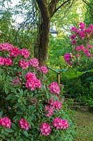 Rhododendron 'Sneezy' in woodland garden. Lewis Cottage Garden, Devon, UK. 