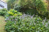 Early summer border with  Persicaria bistorta 'Superbum' in garden. Lewis Cottage Garden, Devon, UK.
