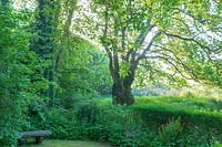 Ancient oak tree at edge of garden. Lewis Cottage Garden, Devon