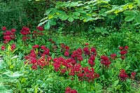 Primula japonica 'Miller's Crimson' - Japanese Primrose 'Miller's Crimson'
