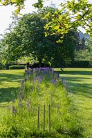 View of flowering Camassia with Aesculus Ã— carnea - Red Horse chestnut tree beyond.  Lewis Cottage Garden, Devon, UK. 