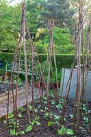 Young runner bean plants planted at the base of hazel cane wigwams. Lewis Cottage Garden, Devon, UK. 