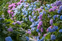 Hydrangea macrophylla 'Nikko Blue' - French Hydrangea 'Nikko Blue' bushes along pathway in garden. 
