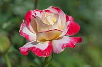 Rose 'Double Delight' - Rose 'Double Delight'  