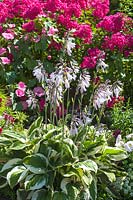Hosta 'Francee' in bloom, surrounded by mix of pink phloxes, pink Lavatera and Petunia blooms. 