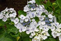 Hydrangea macrophylla 'Lanarth White' - Hydrangea 'Lanarth White'