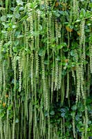 Itea ilicifolia - Holly-leaved sweet spire