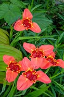 Tigridia pavonia 'Speciosa' - Tiger Flower