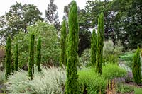 Cupressus sempervirens 'Totem Pole' - Italian cypress 'Totem Pole'