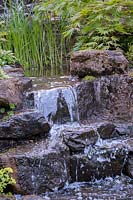 The waterfall with Acer palmatum, Japanese maple, above 