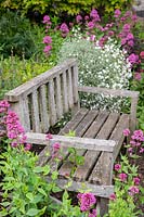 Wooden bench in the Kitchen Garden, surrounded by flowering Centranthus ruber - Red Valerian and Cerastium tomentosum - Dusty Miller.