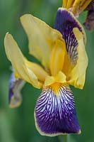 Iris x germanica 'Nibelungen' - Tall bearded iris 'Nibelungen' 