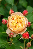 Rosa Roald Dahl 'Ausowlish' - Rose 'Roald Dahl'