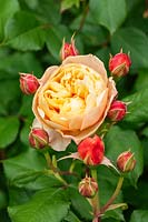 Rosa Roald Dahl 'Ausowlish' - Rose 'Roald Dahl'
