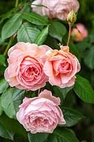 Rosa 'A Shropshire Lad' - 'Ausled'