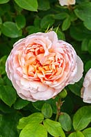 Rosa 'The Lady Gardener' - 'Ausbrass'